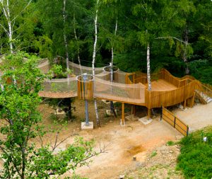 Ścieżki w Drzewach