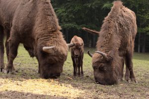 Leśny Park Niespodzianek