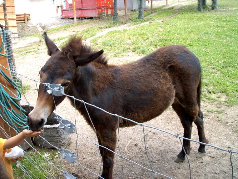 Leśny Park Niespodzianek